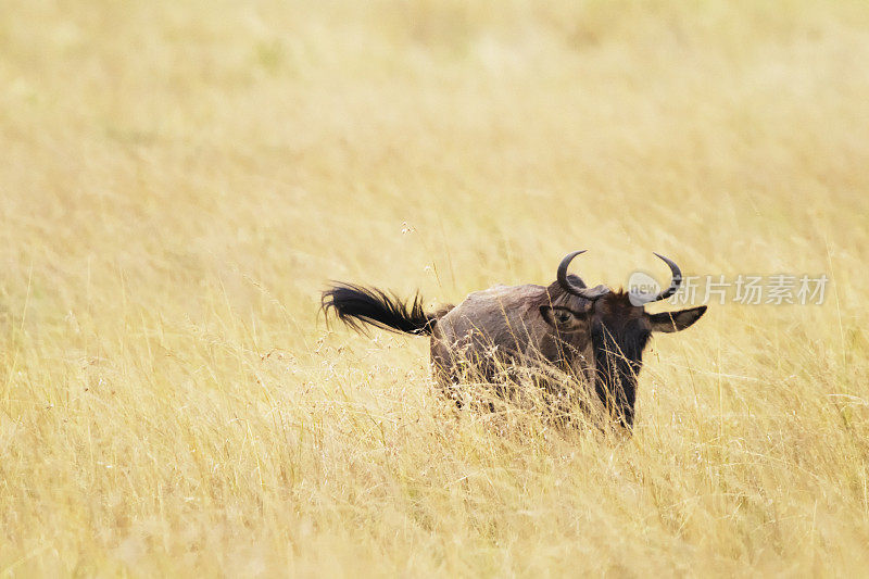 Gnu in Maasai Mara